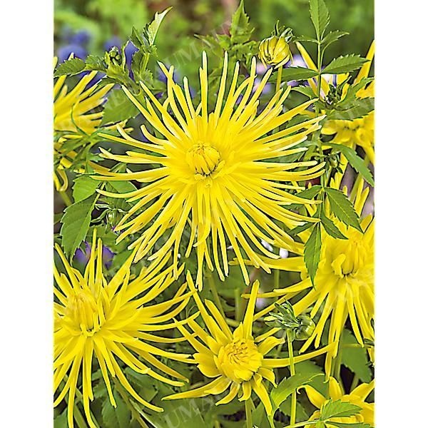 DAHLIA GRYSON'S YELLOW SPIDER