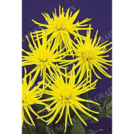 DAHLIA GRYSON'S YELLOW SPIDER