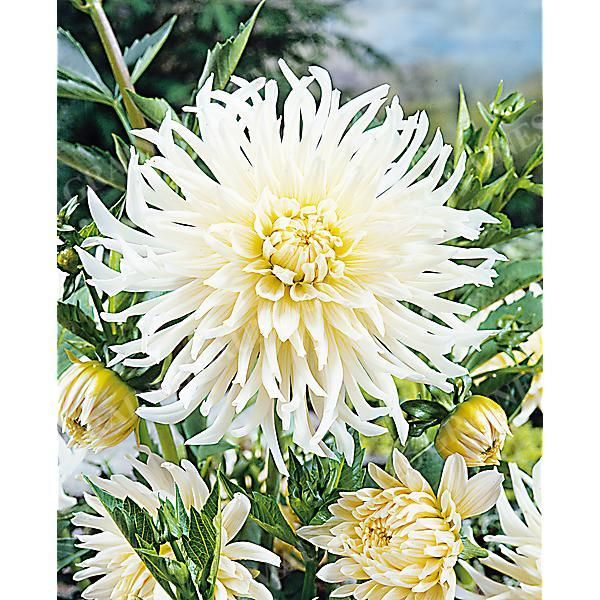DAHLIA WHITE STAR