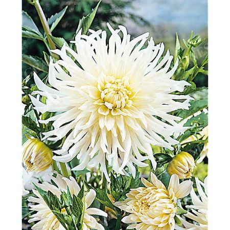 DAHLIA WHITE STAR