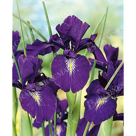 IRIS latifolia KING of the BLUES