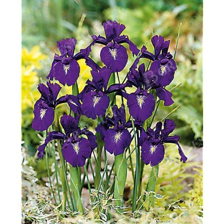 IRIS latifolia KING of the BLUES