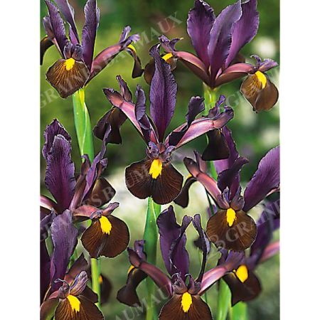 IRIS de HOLLANDE RED EMBER