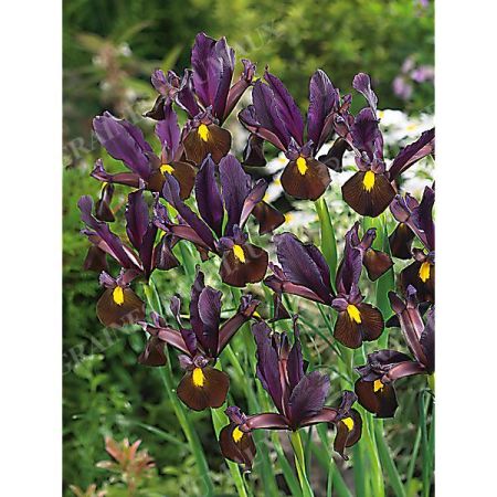 IRIS de HOLLANDE RED EMBER