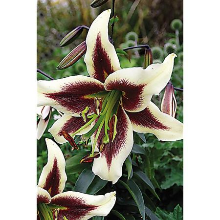 Lis Arbustif Beverly Dreams - Graines Baumaux