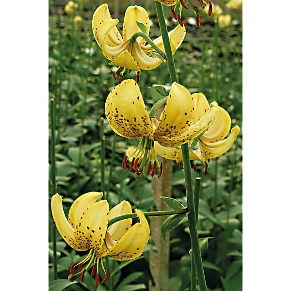 LIS martagon GOLDEN MORNING