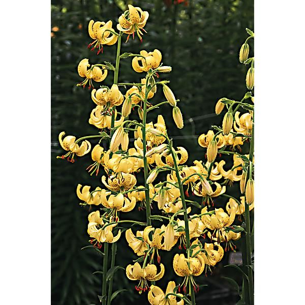 LIS martagon GOLDEN MORNING