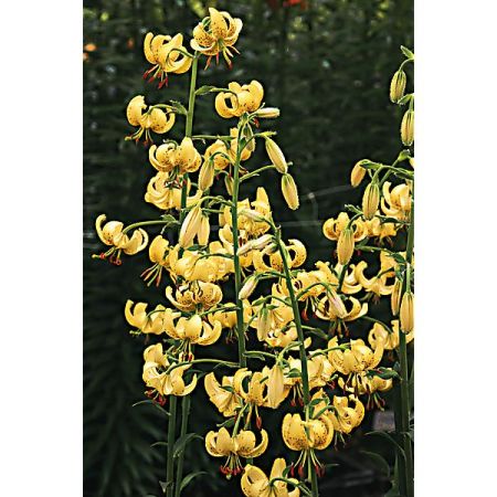 LIS martagon GOLDEN MORNING