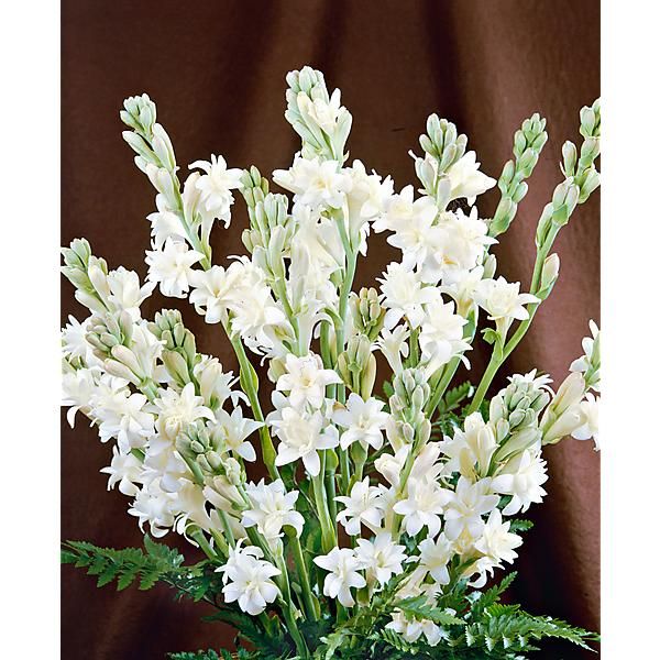TUBÉREUSE (polianthes tuberosa) LA PERLE