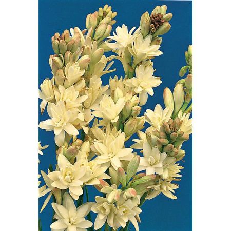 TUBÉREUSE (polianthes tuberosa) LA PERLE