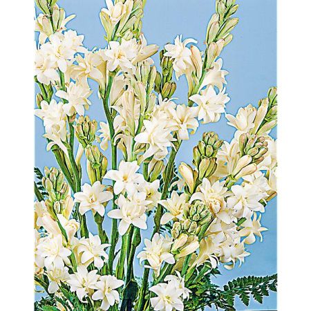 TUBÉREUSE (polianthes tuberosa) LA PERLE