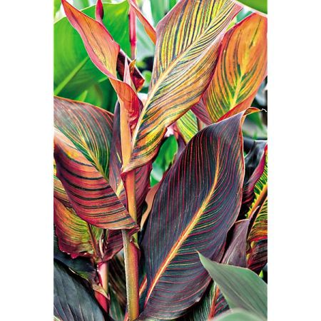 CANNA ou BALISIER PHASION