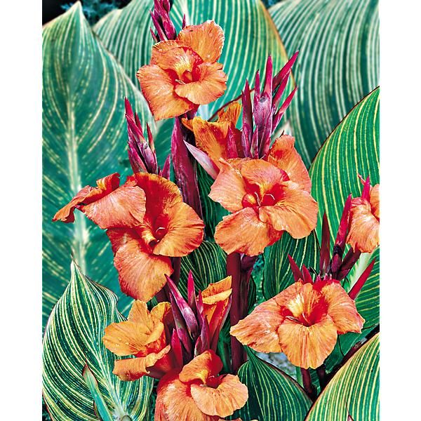 CANNA ou BALISIER PHASION