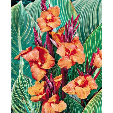 CANNA ou BALISIER PHASION