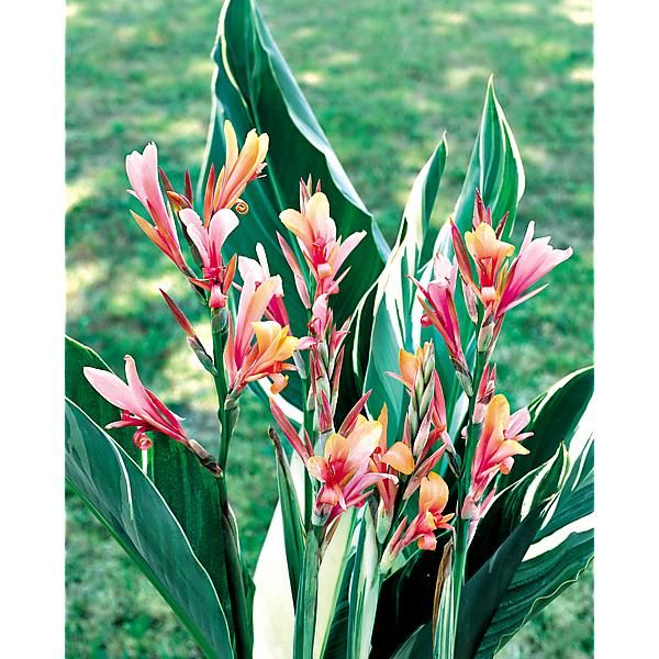 CANNA ou BALISIER STUTTGART