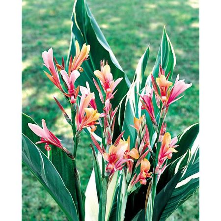 CANNA ou BALISIER STUTTGART