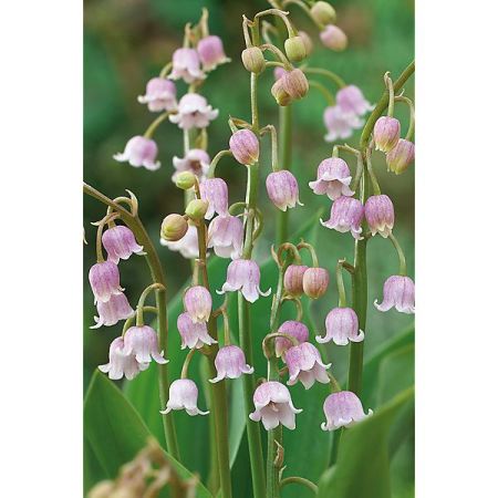 MUGUET à GRANDES FLEURS ROSES
