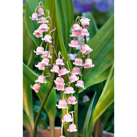 MUGUET à GRANDES FLEURS ROSES