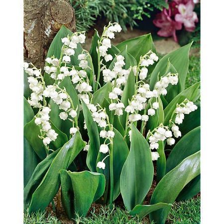 MUGUET à GRANDES FLEURS BORDEAUX