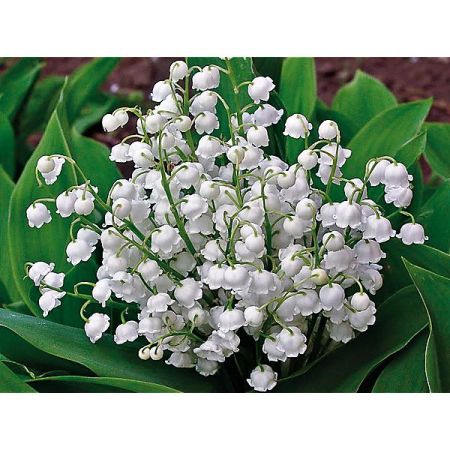 MUGUET à GRANDES FLEURS BORDEAUX