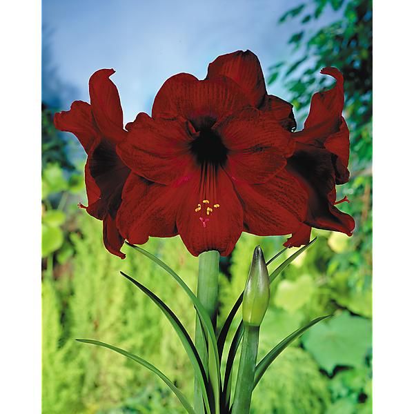 AMARYLLIS BENFICA