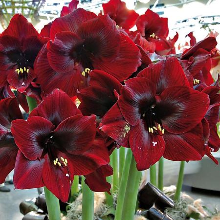 AMARYLLIS BENFICA