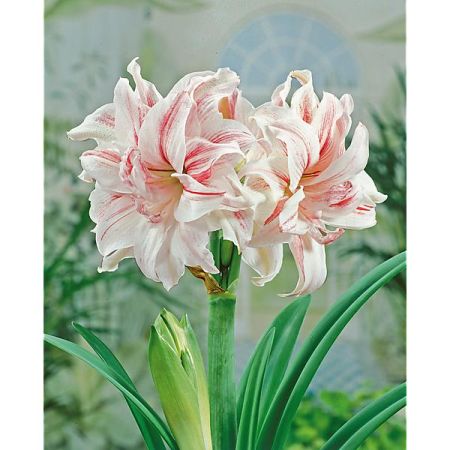 AMARYLLIS AQUARO