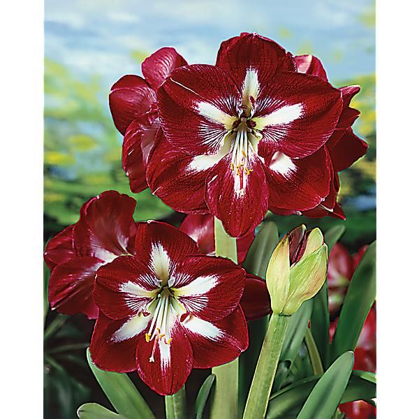 AMARYLLIS SOFIA