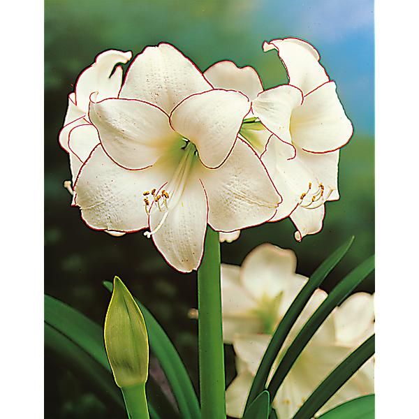 AMARYLLIS PICOTEE