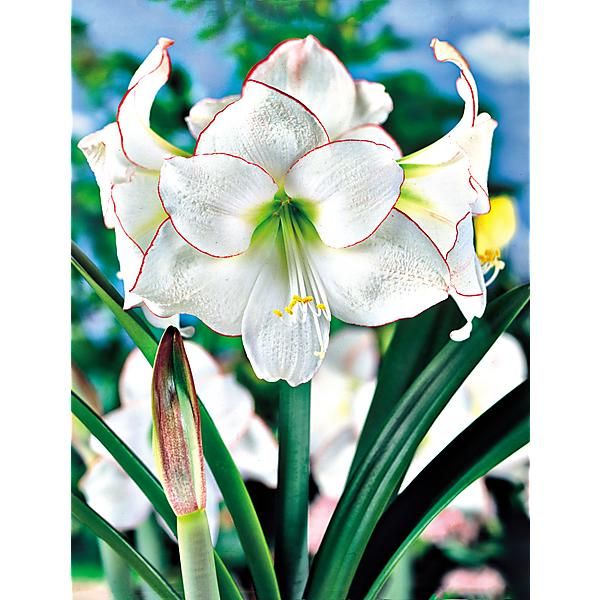 AMARYLLIS PICOTEE