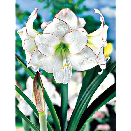 AMARYLLIS PICOTEE