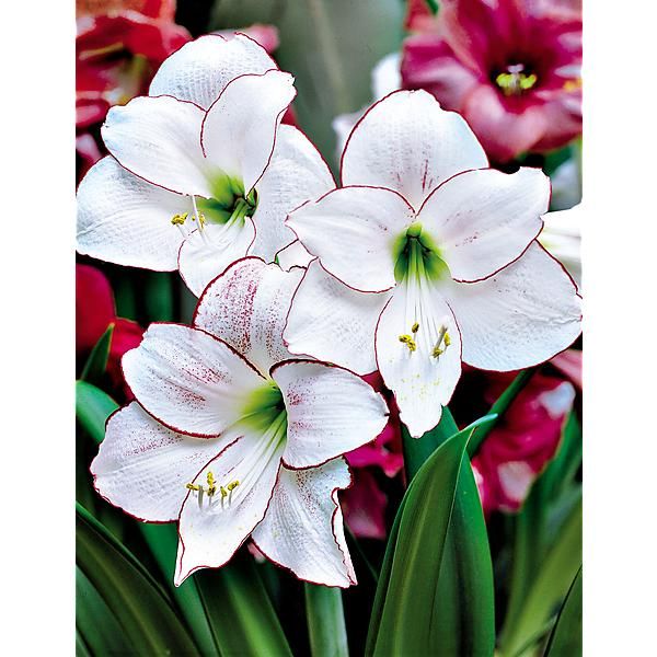 AMARYLLIS PICOTEE