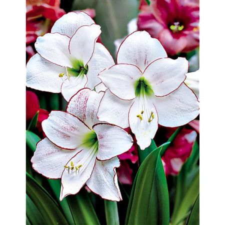 AMARYLLIS PICOTEE