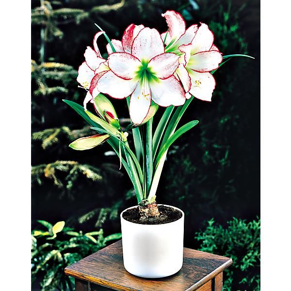 AMARYLLIS PICOTEE