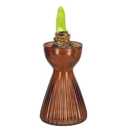 VASE à AMARYLLIS VERRE