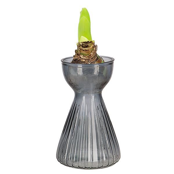 VASE à AMARYLLIS VERRE