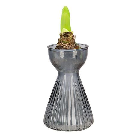 VASE à AMARYLLIS VERRE