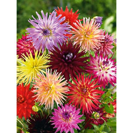 DAHLIAS COLLECTION CONCERTO