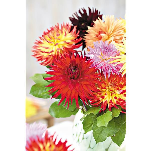 DAHLIAS COLLECTION CONCERTO