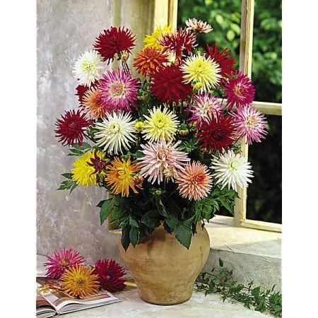 DAHLIAS COLLECTION CONCERTO