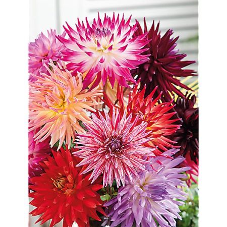 DAHLIAS COLLECTION CONCERTO