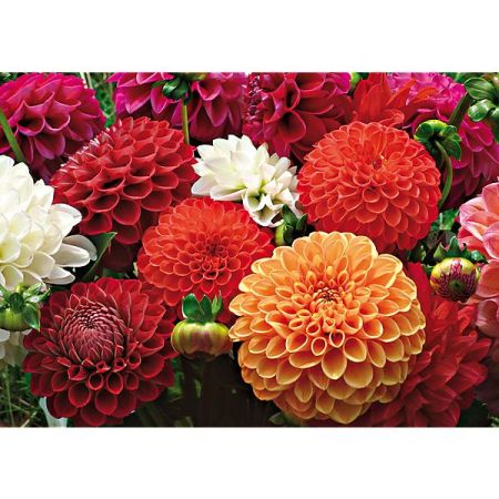 DAHLIAS POMPONS BALLES à TRÈS GRANDES FLEURS