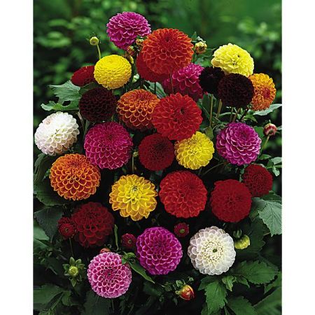 DAHLIAS POMPONS BALLES à TRÈS GRANDES FLEURS