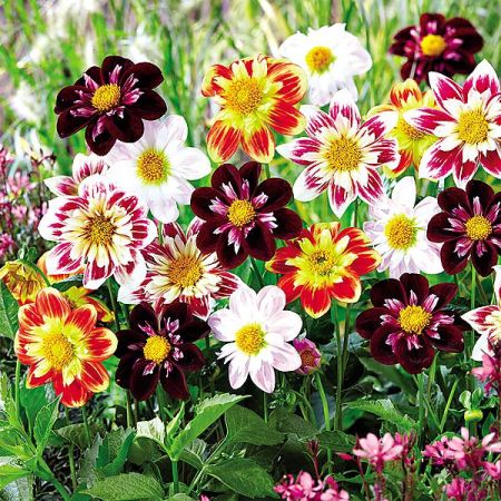 DAHLIAS COLLERETTES MIX