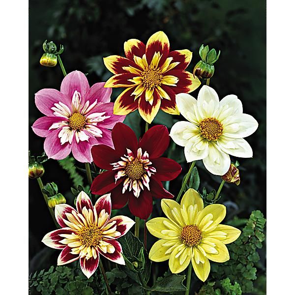 DAHLIAS COLLERETTES MIX