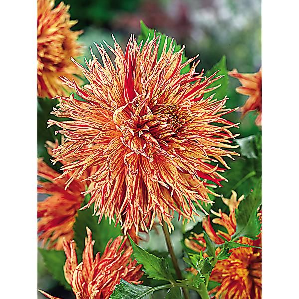 DAHLIA REIJMAN’S FIRECRACKER