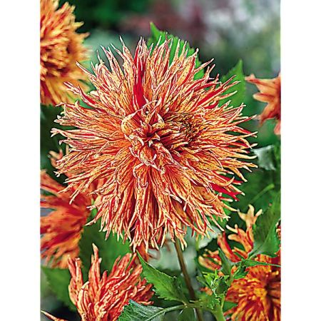 DAHLIA REIJMAN’S FIRECRACKER