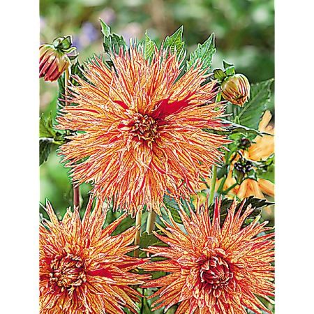 DAHLIA REIJMAN’S FIRECRACKER
