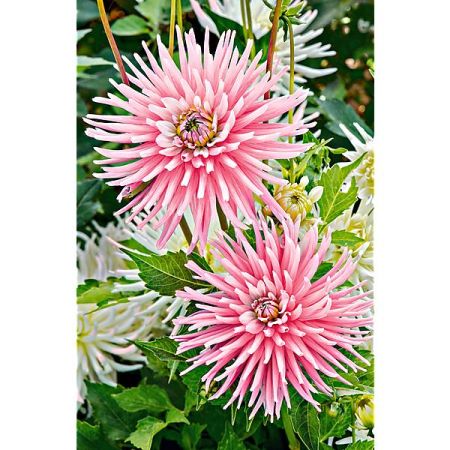 DAHLIA PARK PRINCESS