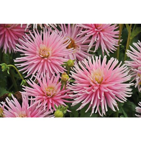 DAHLIA PARK PRINCESS